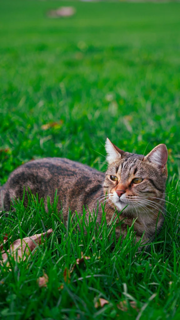 Kat in het gras